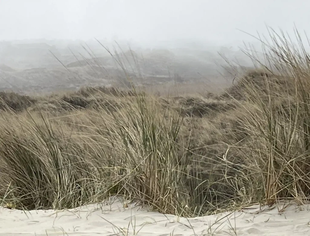 Nebelverhangene Dünenlandschaft als Symbol für depressive Gefühlswelten