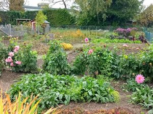 Ein bunter Garten mit Beeten, in denen rosa Dahlien und verschiedene Grünpflanzen wachsen. Im Hintergrund sind ein Gartenzaun und Bäume zu sehen.