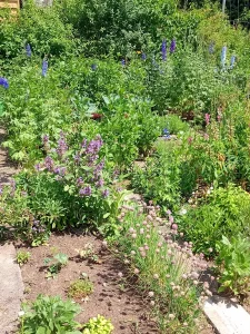 Ein üppiger Gartenweg mit violetten Nepeta-Blüten, hohen blauen Delphinien und rosa Allium-Kugeln, umgeben von grünem Laub an einem sonnigen Tag.